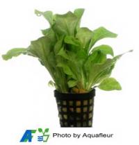 Water Cabbage