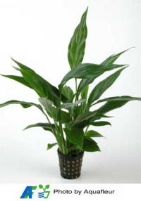 Peace Lily
