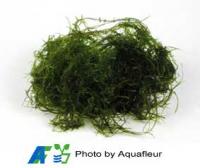 Java Moss