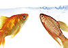 Goldfish and Rosy Barb