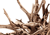 bogwood