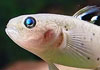 Knight Goby