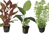 Potted aquarium plants