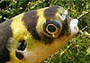 South American Pufferfish Colomesus asellus