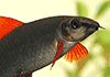 Ruby Shark community fish