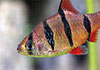 Fiveband Barb