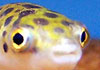 Green Pufferfish