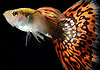 Guppy fish
