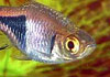 Harlequin Rasbora