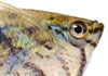 hatchetfish