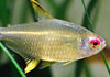 Lemon Tetra