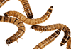 Mealworms live fish food