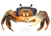Rainbow Crab
