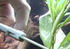 Aquarium plants being trimmed