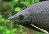 Red Tailed Black Shark