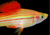 Swordtail