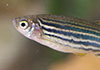 Zebra Danio