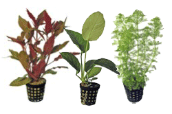 tropical fish tank plants