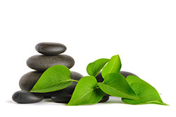 Zen like pebbles and plant