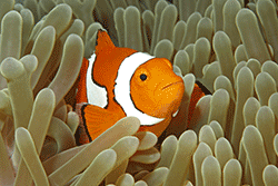 Clownfish
