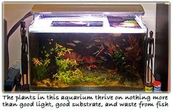 Easy_Aquarium_Plants_Image06