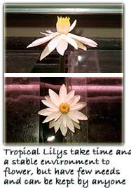 Easy_Aquarium_Plants_Image07