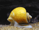 Apple Snail