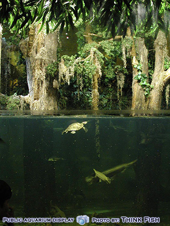 Stunning Aquascapes: A Gallery of 100 Breathtaking Underwater Masterpieces