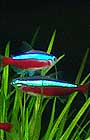 cardinal neon fish on black