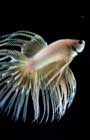 siamese fighting fish fish on black