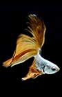 guppy fish on black