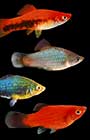 platy fish on black