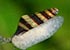 Assassin Snail Antentome helena - thumbnail