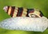 Assassin Snail Antentome helena - thumbnail