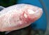 Blind Cave Tetra Astyanax jordani - thumbnail