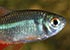 Buenos Aires Tetra Hyphessobrycon anisitsi - thumbnail