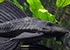 Plecostomus - thumbnail