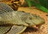 Plecostomus - thumbnail