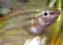 Croaking Gourami Trichopsis vittata - thumbnail