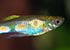 Endler's Livebearer Poecilia wingei - thumbnail
