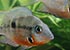 Firemouth Cichlid Thorichthys meeki - thumbnail