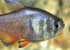 Flame Tetra Hyphessobrycon flammeus - thumbnail