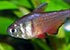 Flame Tetra Hyphessobrycon flammeus - thumbnail