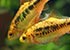 Pair of Golden Barbs Puntius semifasciolatus - thumbnail