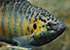 Paradise Fish Macropodus opercularis - thumbnail