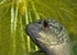 Paradise Fish Macropodus opercularis - thumbnail
