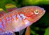 Peacock Goby Tateurndina ocellicauda - thumbnail