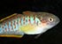 Peacock Goby Tateurndina ocellicauda - thumbnail