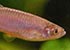 Pearl Danio Danio albolineatus - thumbnail