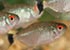 Red Eye Tetra Moenkhausia sanctaefilomenae - thumbnail